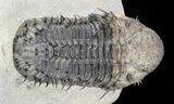 Excellent Spiny Drotops Armatus Trilobite - #57773-2